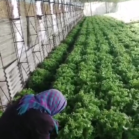 滦南县生菜 