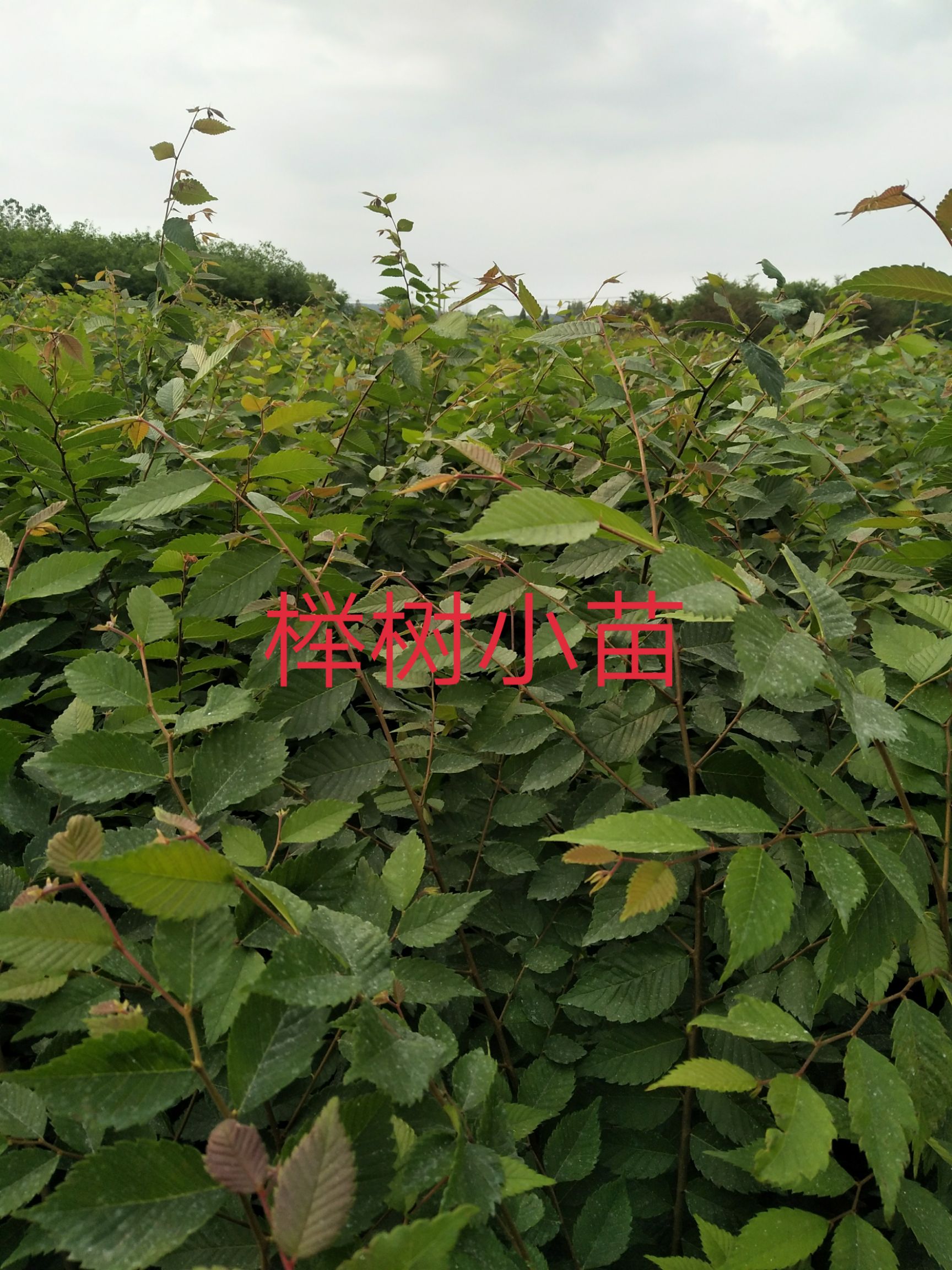 紅櫸