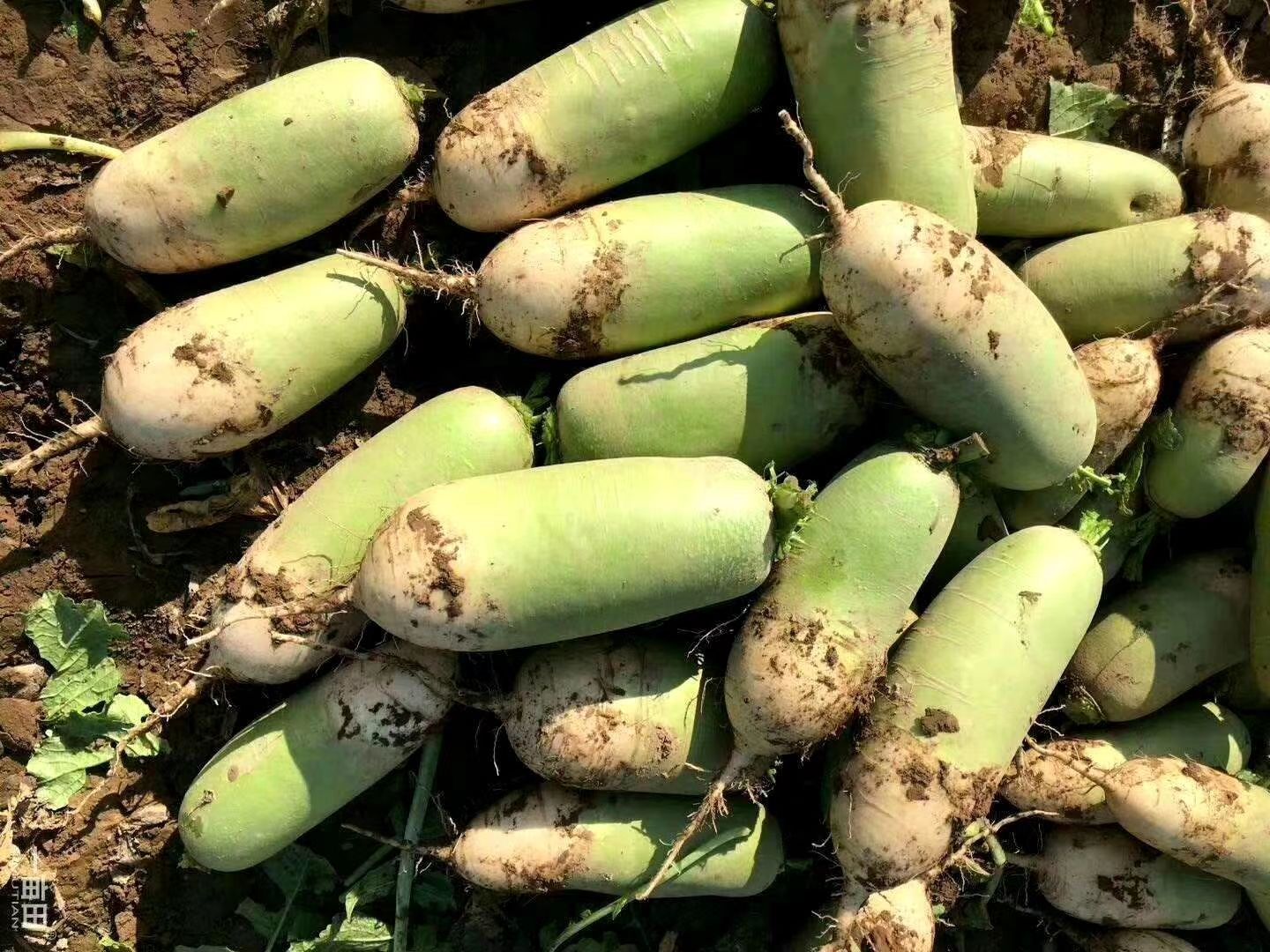 青萝卜  青头萝卜