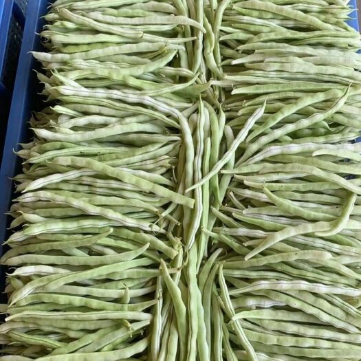 顺平县白条豆角 大量供应白不老豆角