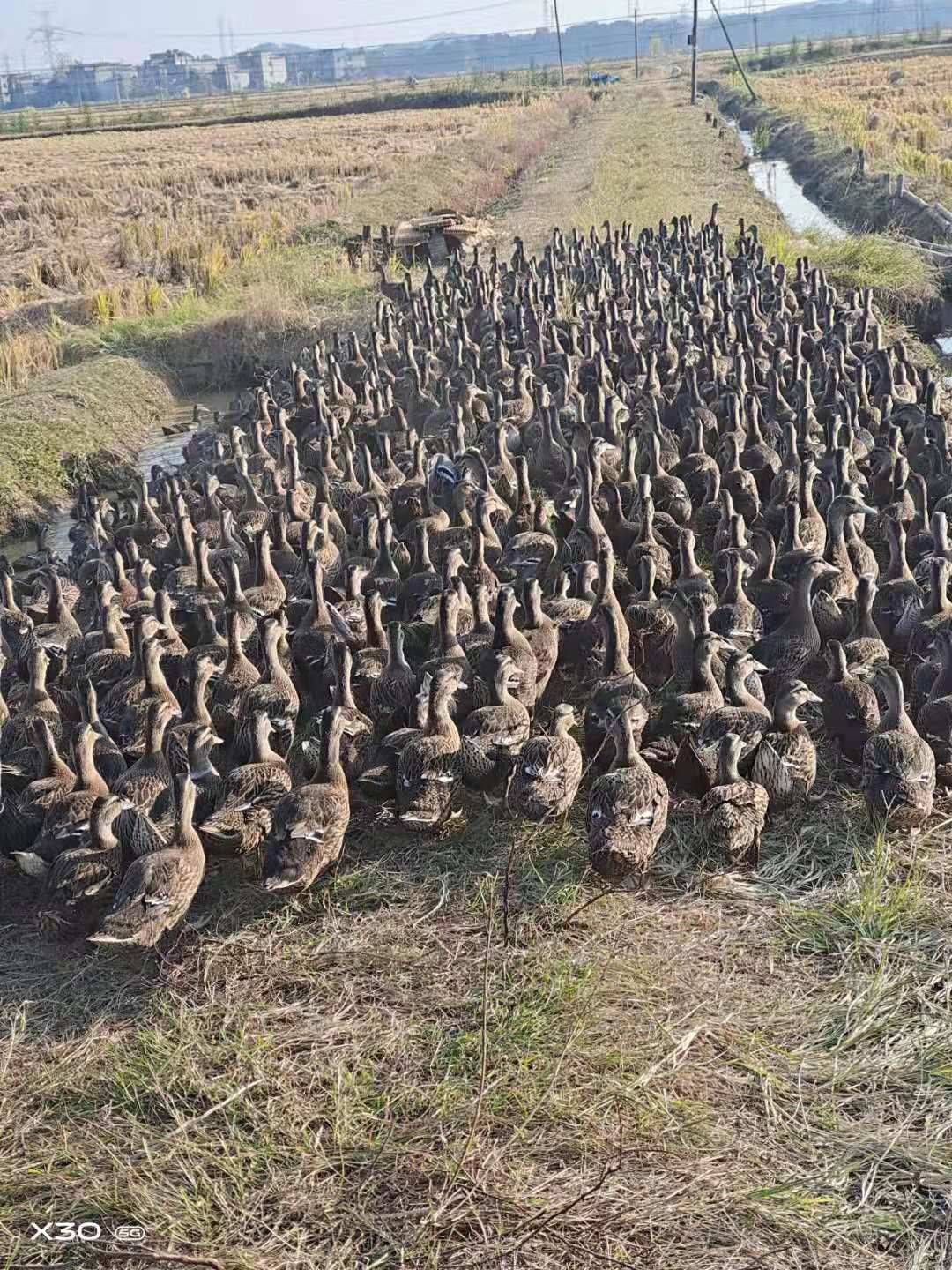 泥鸭 60天跑田混水