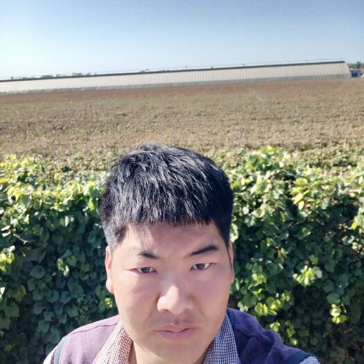 绥中县早夏无核葡萄苗 早夏无核