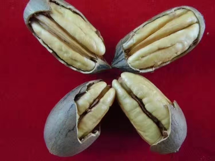 碧根果鲜果