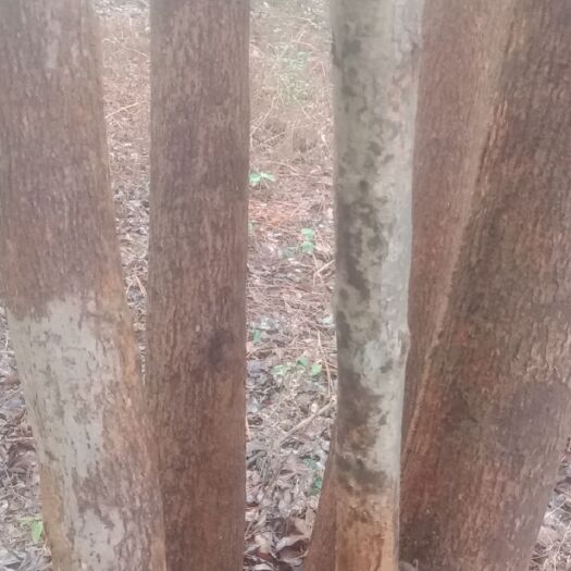 永修县樟树苗 