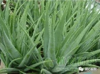 滑县库拉索芦荟 库拉索库拉索