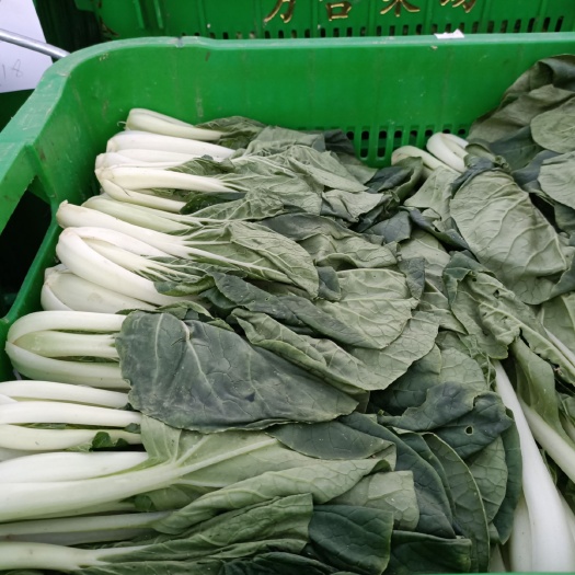 河源欣皇小白菜 小白菜