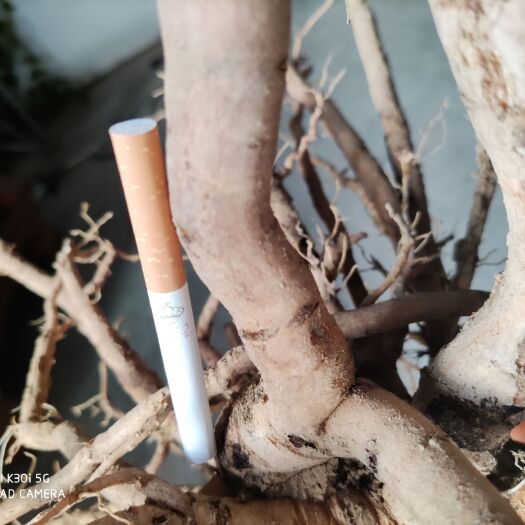 浮山县凤丹 8年牡丹鲜条子，下定单就开挖。