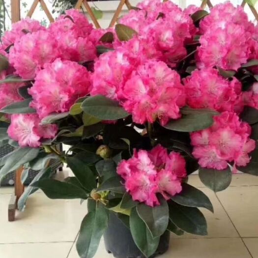寿光市 2021春节年宵花_高山杜鹃  火热预售中提前预订