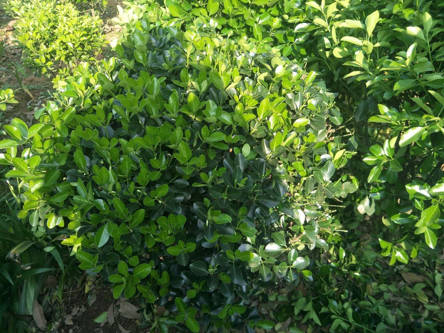 海桐  红叶石楠球，杜鹃球，金森女贞球，