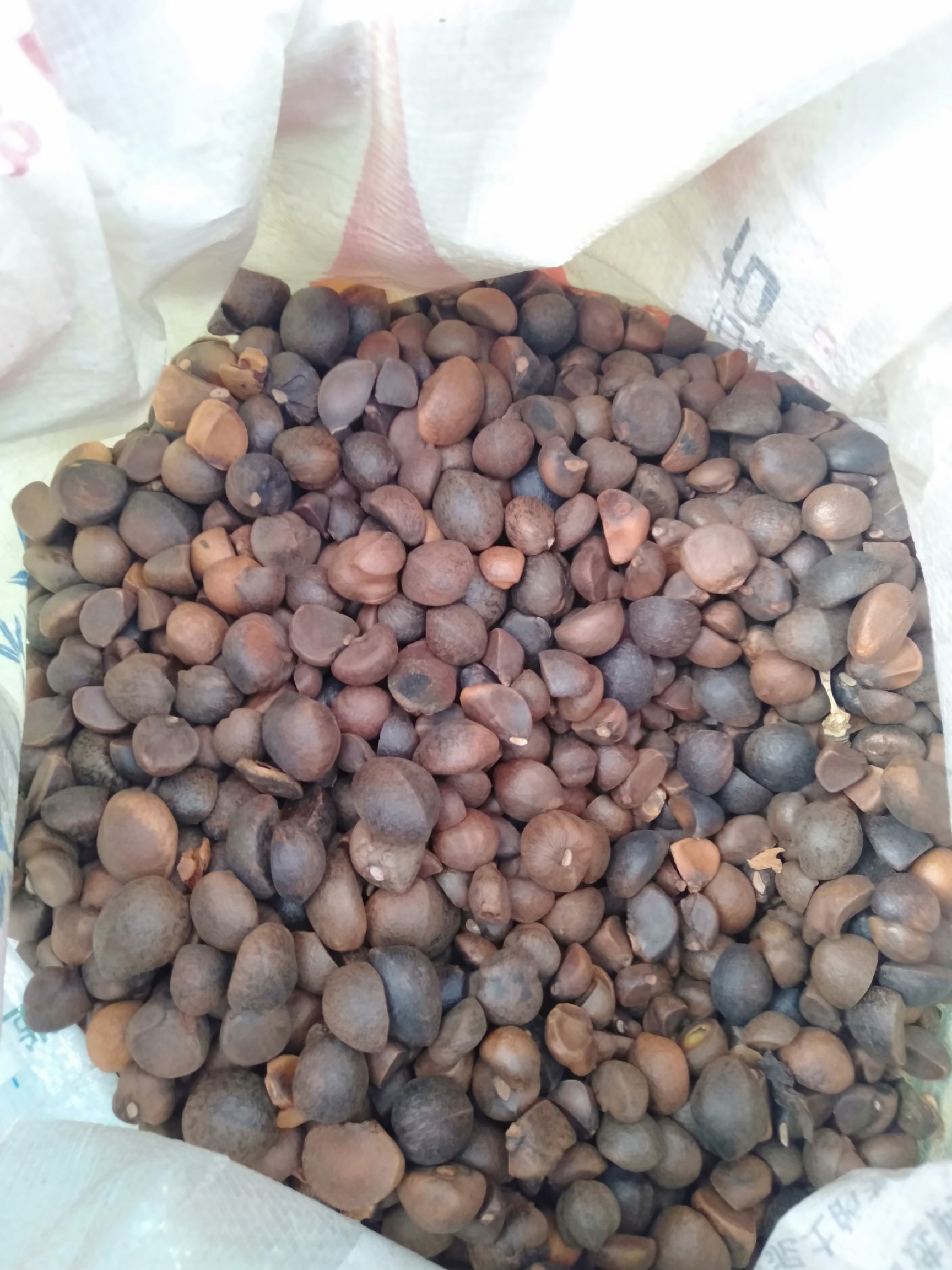 广南县茶叶籽 