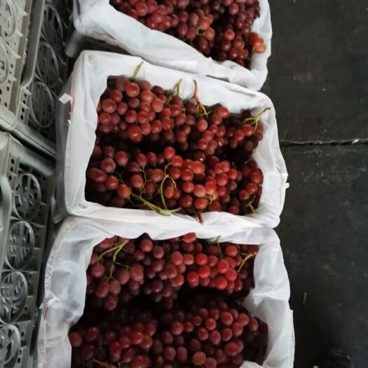 灵宝市红提  冷库一级货！色鲜！口感好！颗粒大！！！！