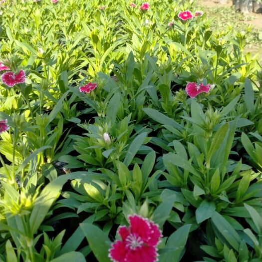 长沙县欧石竹 湖南草花基地供应石竹