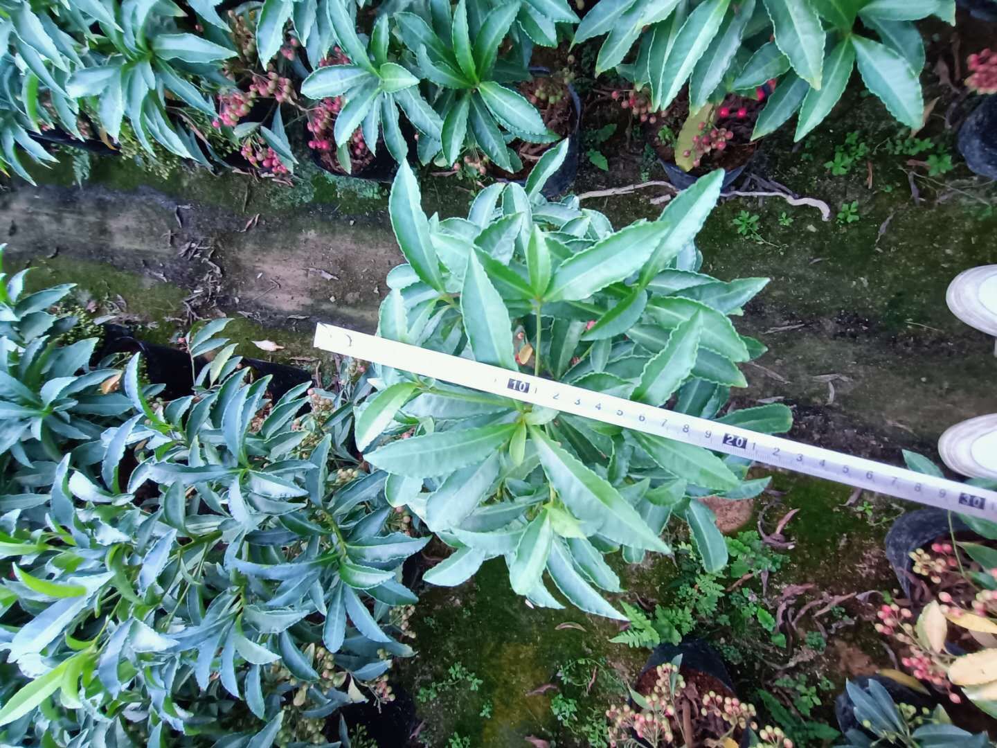 富贵籽盆栽 福建种植批发基地