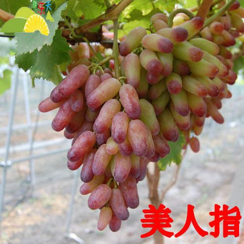 红宝石葡萄苗  河北大丰收苗木基地，基地直发，现挖现卖，
