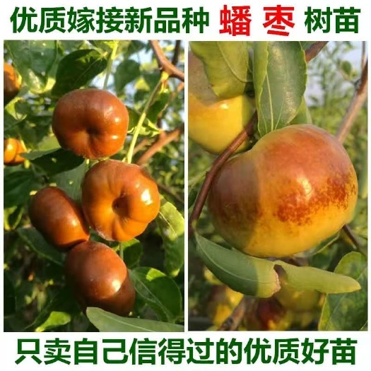 平邑县蟠枣苗  蟠枣树苗！特大果！特甜！产量高当年结果适合南北方种植