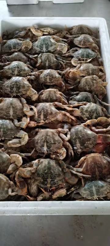 东港市 花盖蟹  石头蟹    45克以上  公母混装 一件10公斤