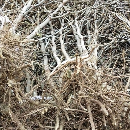 宁陵县沾化冬枣二号树苗 优质沾化冬枣苗，自家基地繁育，保品质保成活，欢迎各地朋友前来