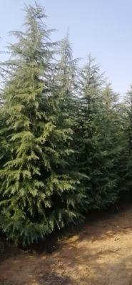 南京普通雪松  精品2∽10米雪松，苗圃直销，量大从优，规格齐全