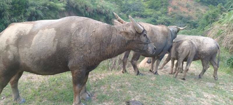 和平县水牛 800-1000斤 统货