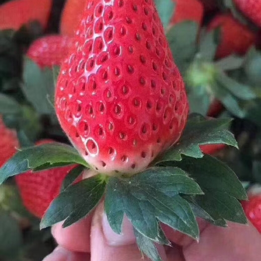 上海 上海草莓，自己种植的红颜章姬。果子品质有保证，一分价格一分