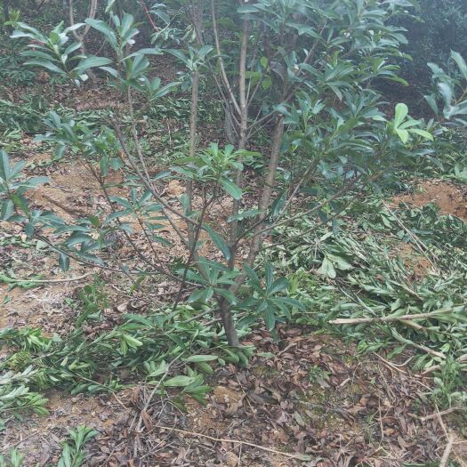靖州县南方杨梅苗  地径3——4公分的嫁接乌梅，量大，货源充足，货靓