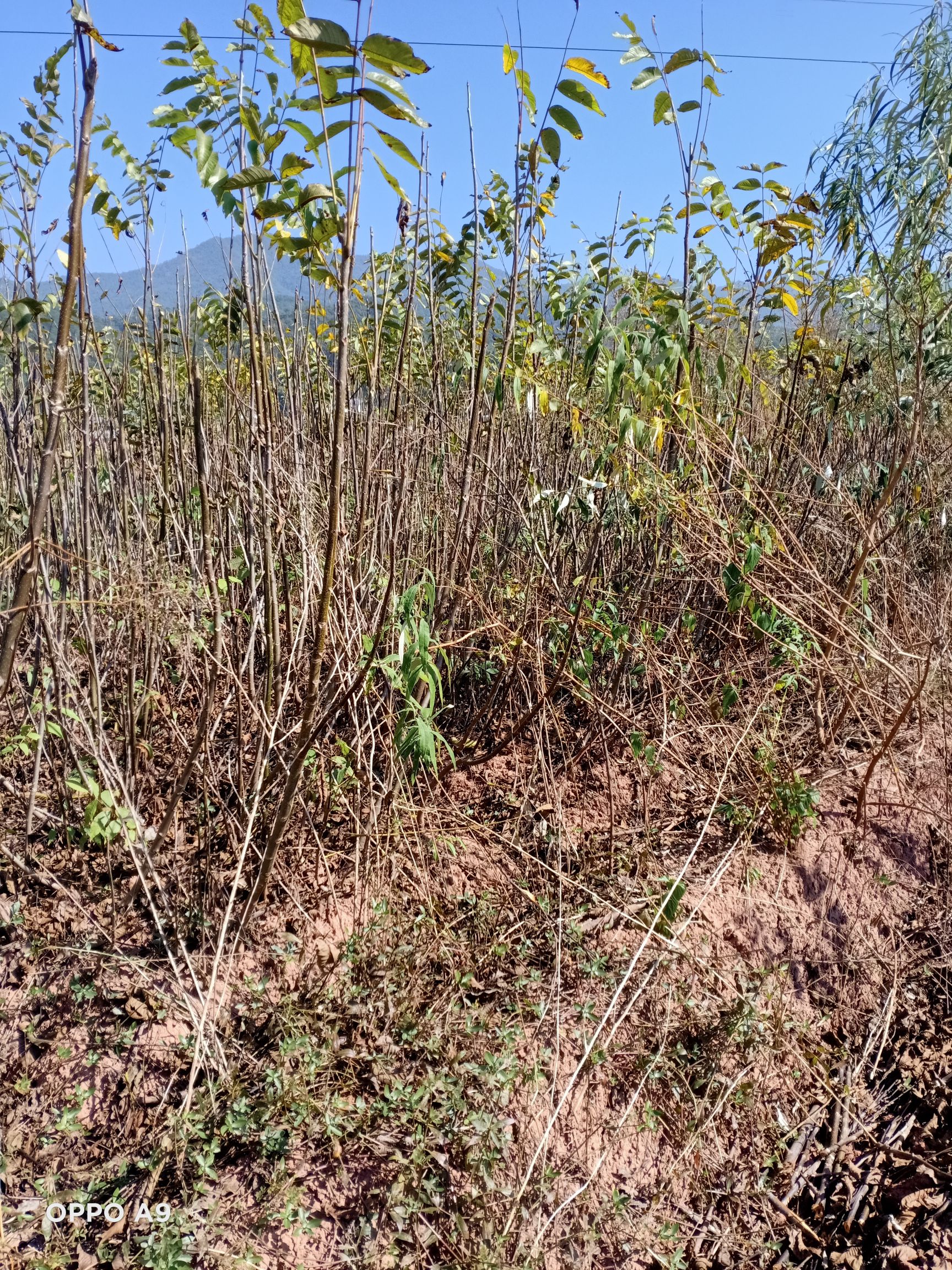 鲁甸大麻核桃苗  鲁甸核桃苗  鲁甸麻核桃树苗