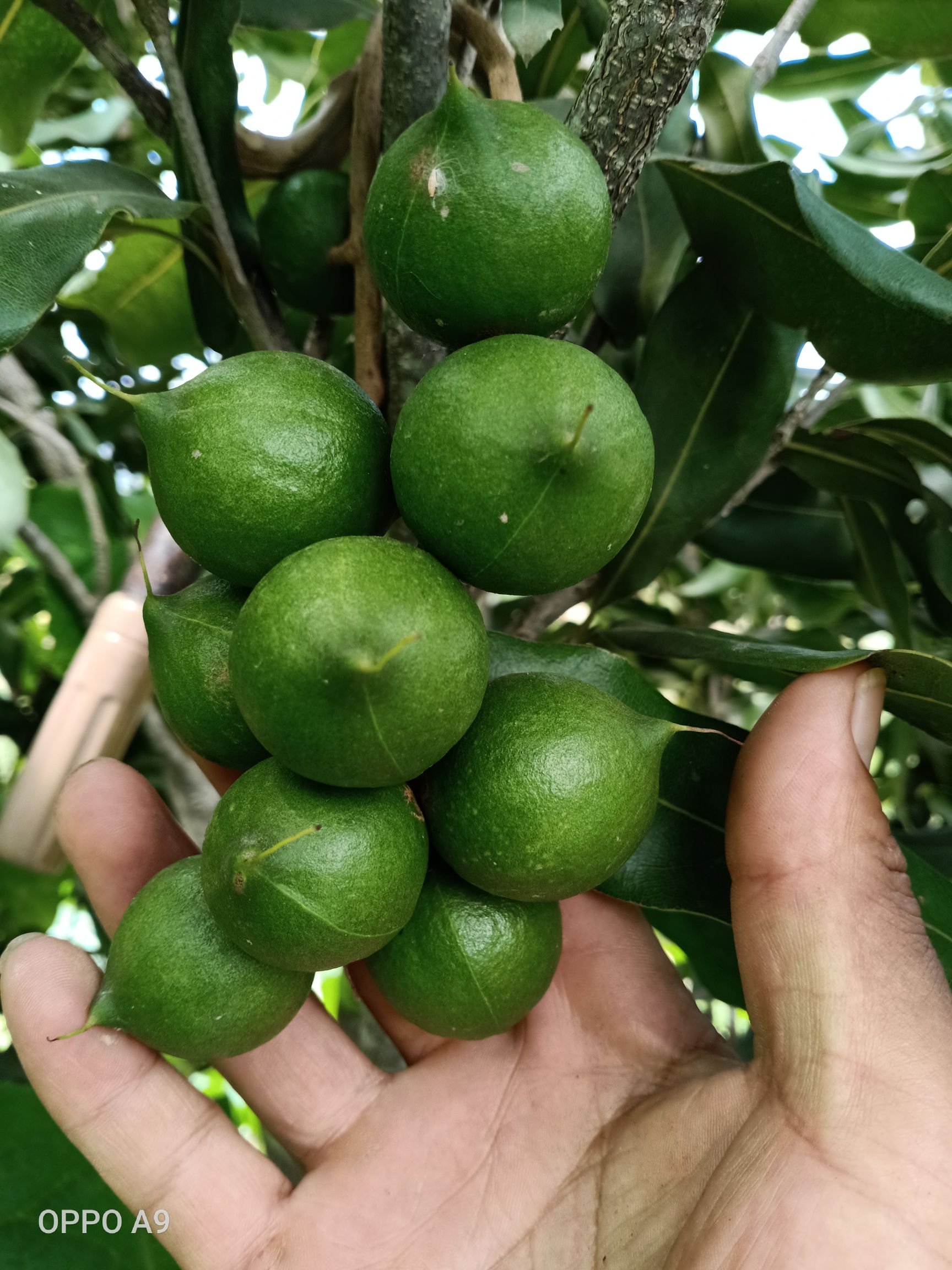 夏威夷果树苗  澳洲坚果苗，夏威夷果