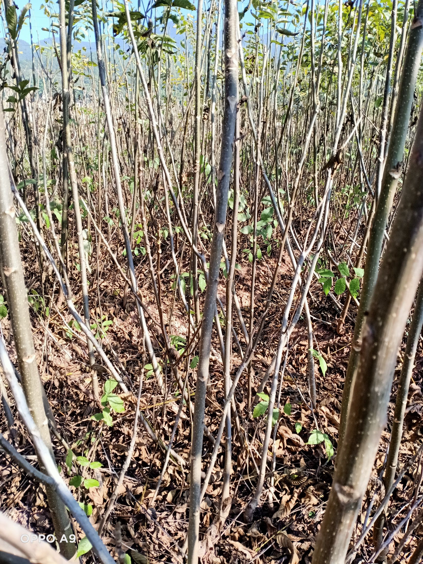 鲁甸大麻核桃苗  鲁甸核桃苗  鲁甸麻核桃树苗