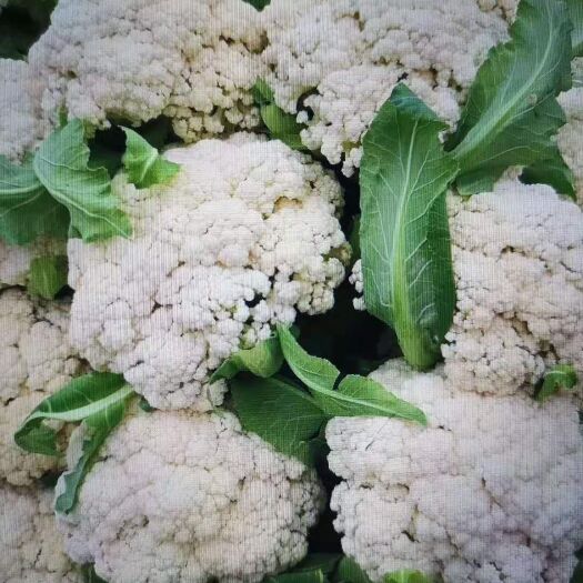郯城县白花菜花、基地直供、货源充足，保证质量。