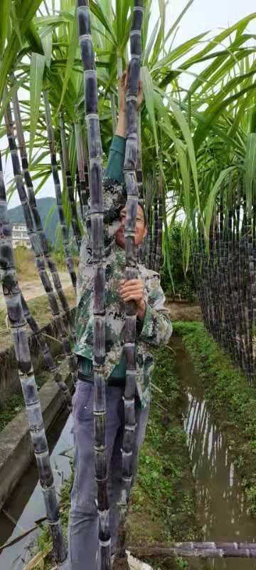 阳朔县 广西阳朔县福利黑皮甘蔗皮薄汁多，清脆香甜，节长黑亮，营养丰富