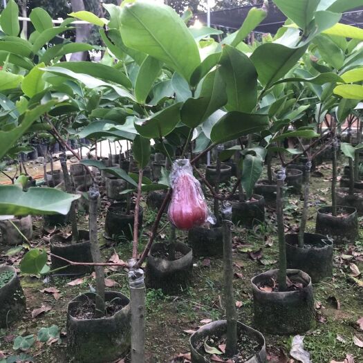 揭阳大叶红莲雾苗  珍珠莲雾，黑金刚莲雾，