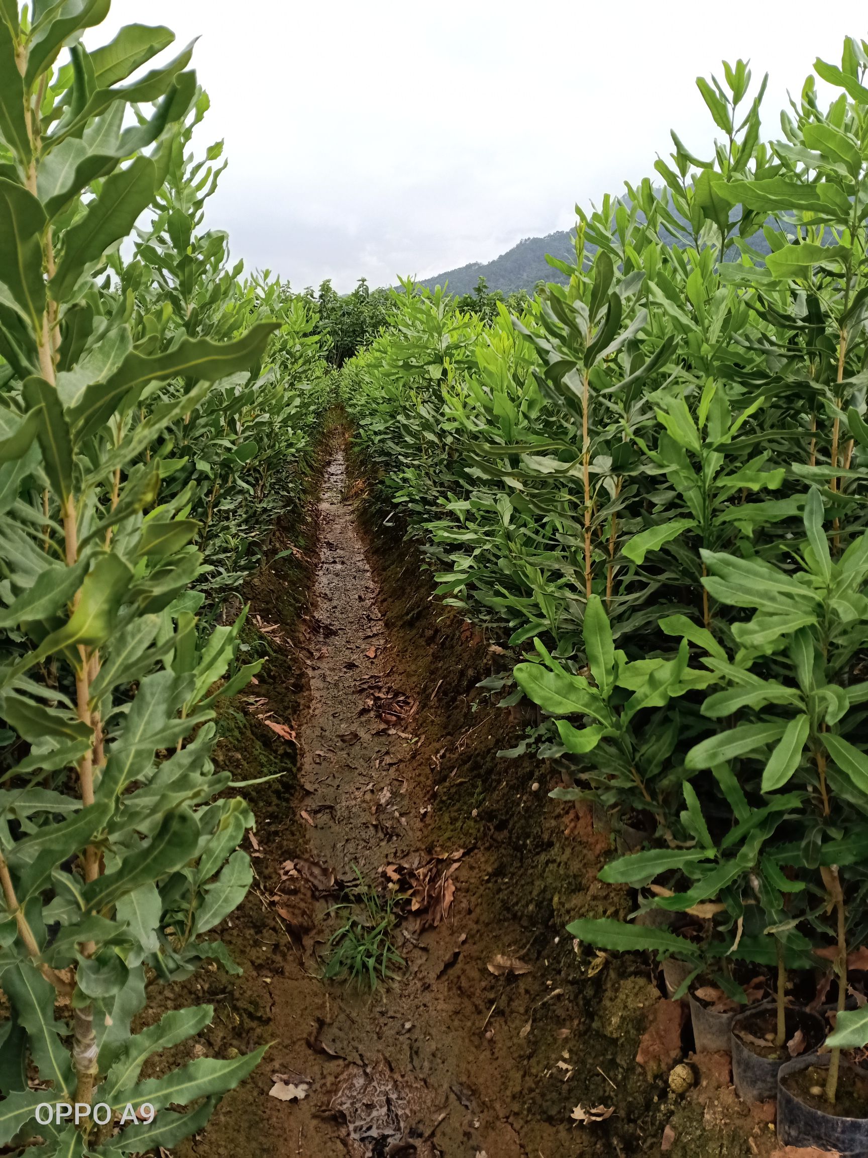 夏威夷果树苗  澳洲坚果苗，夏威夷果