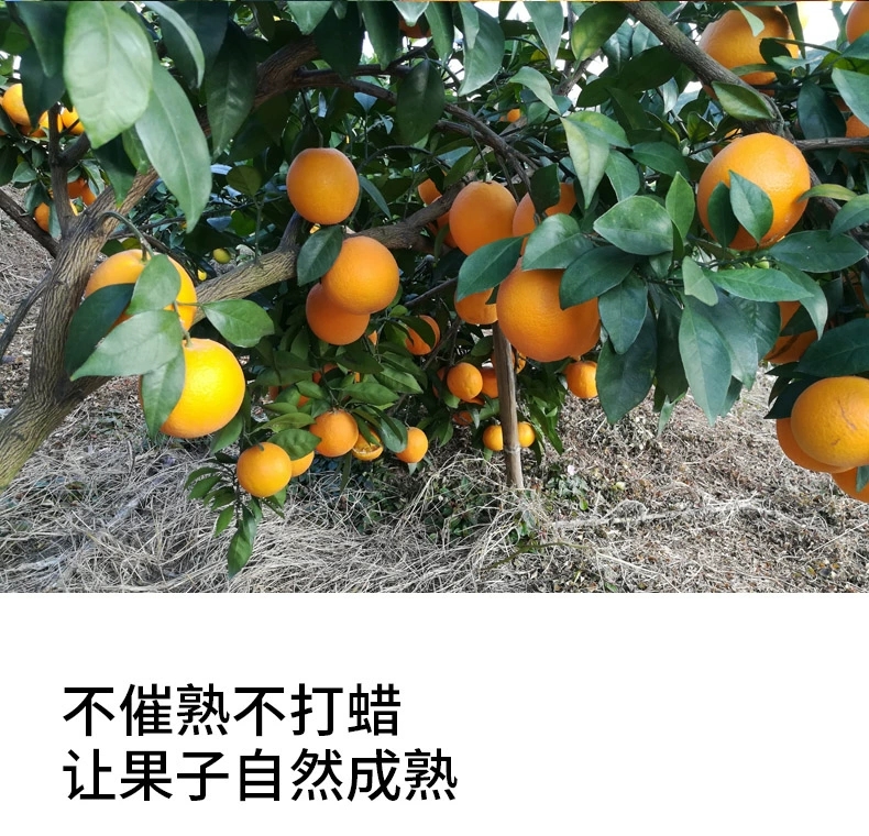 长虹脐橙  广东梅州红橙10斤新鲜橙子当季水果整箱正宗红橙特产包邮