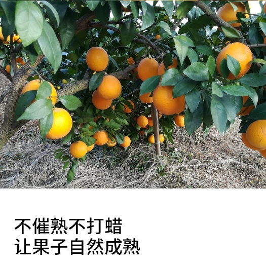 丰顺县长虹脐橙  广东梅州红橙10斤新鲜橙子当季水果整箱正宗红橙特产包邮