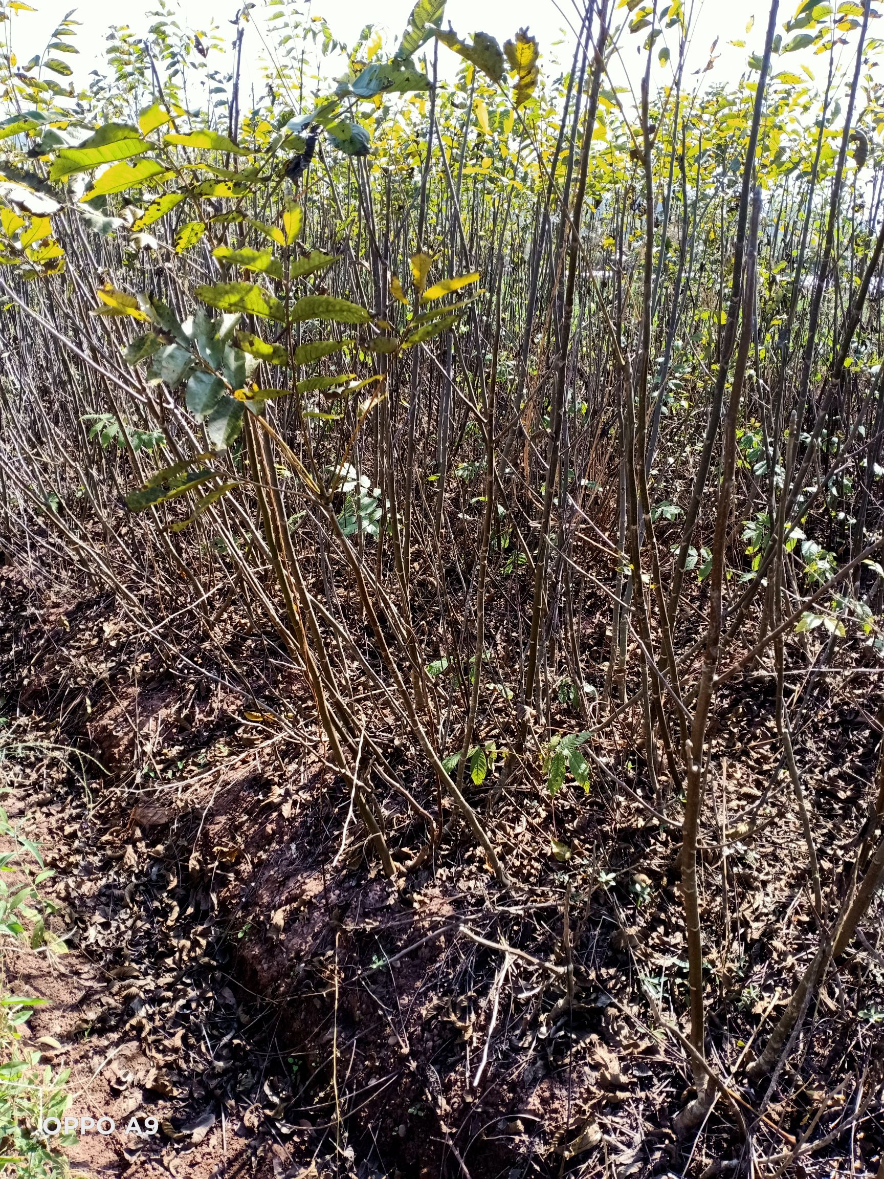 鲁甸大麻核桃苗  鲁甸核桃苗  鲁甸麻核桃树苗