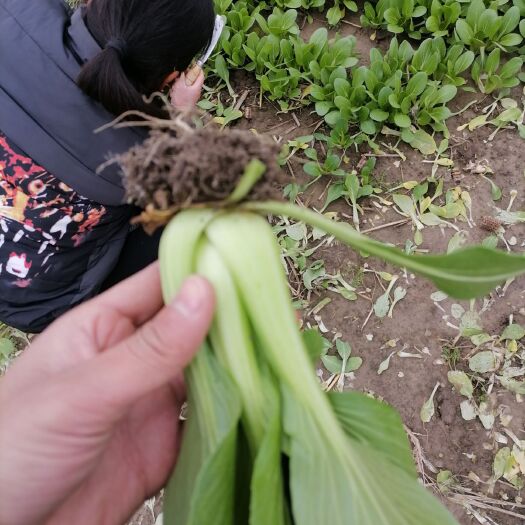 太和县上海青 大量供货