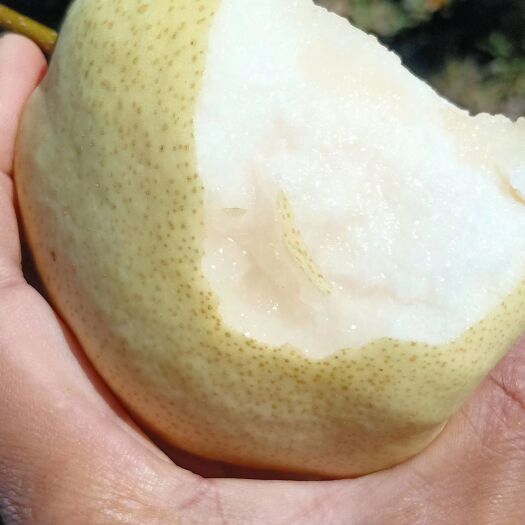 榆林 延长酥梨冷库梨