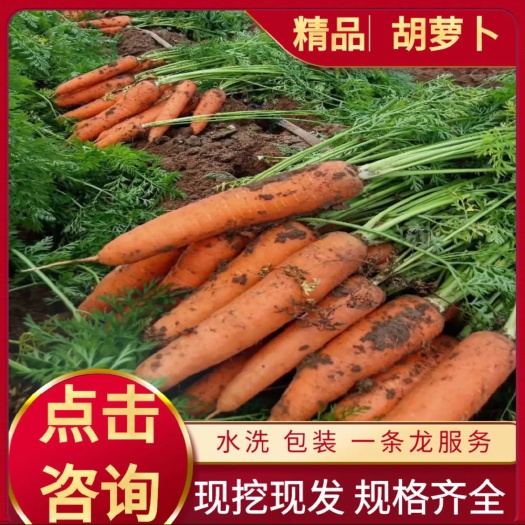 通许县三红胡萝卜 开封通许沙土地胡萝卜大量上市，产地批发多钱一斤