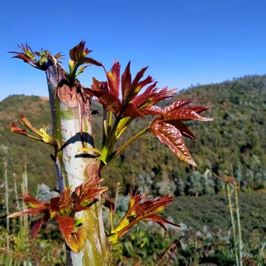 弥勒市红香椿芽  法门四季香椿芽，芽嫩，芽红，品质良好。可提供打冷