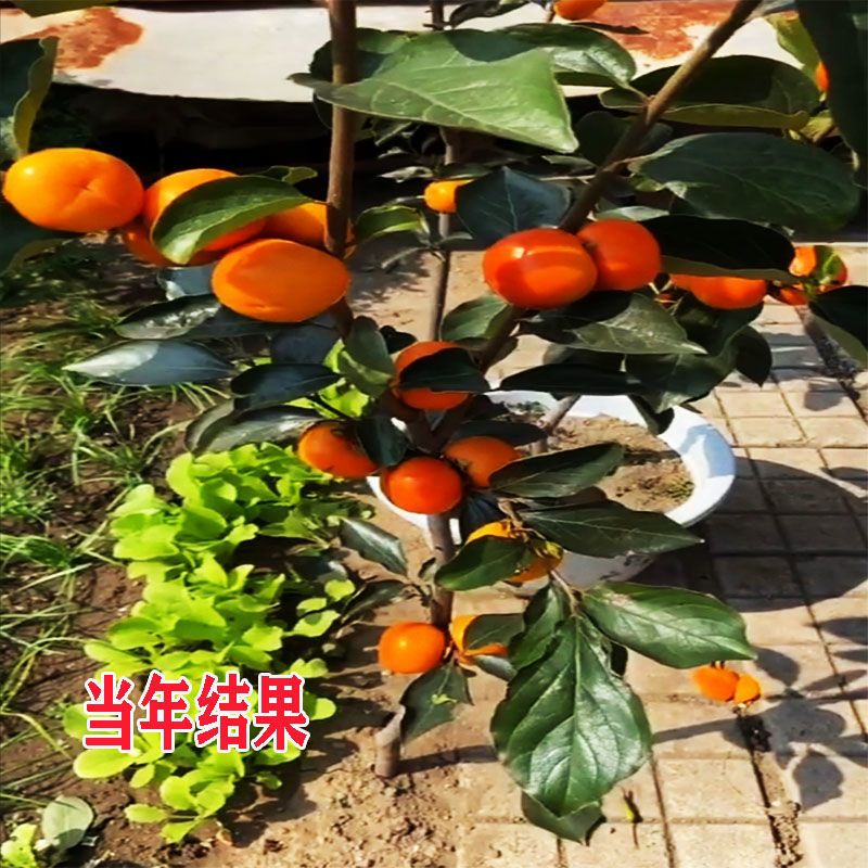 甜脆柿子苗  嫁接柿子苗脆甜柿子树苗地栽果树南北方种植当年结果日本无核特大