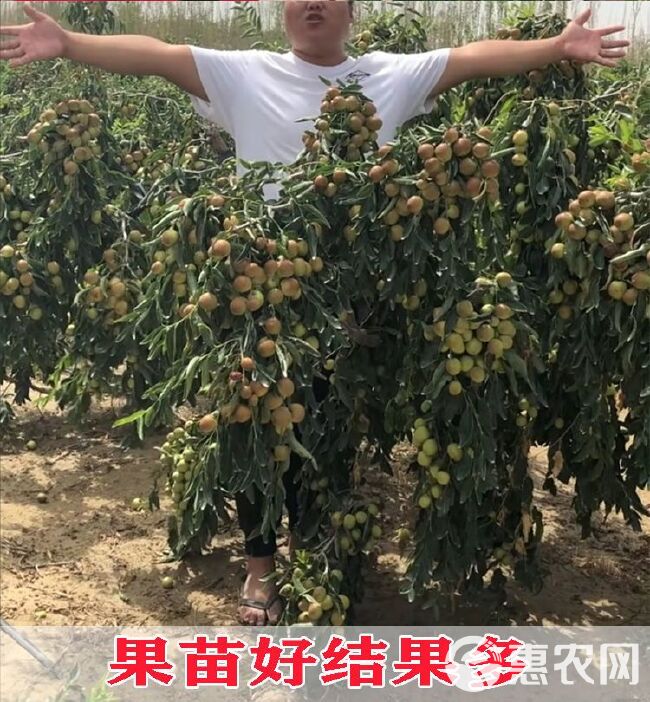 长红枣苗  枣苗树苗早脆王特大当年结果嫁接苗冬枣地栽枣树活苗果树苗水果苗