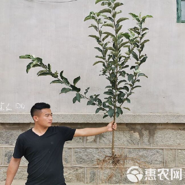 冰糖心苹果苗  苹果树苗盆栽地栽嫁接苹果苗矮化红富士南北方种植果树苗当年结果