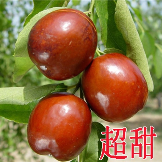 平邑县长红枣苗  枣苗树苗早脆王特大当年结果嫁接苗冬枣地栽枣树活苗果树苗水果苗