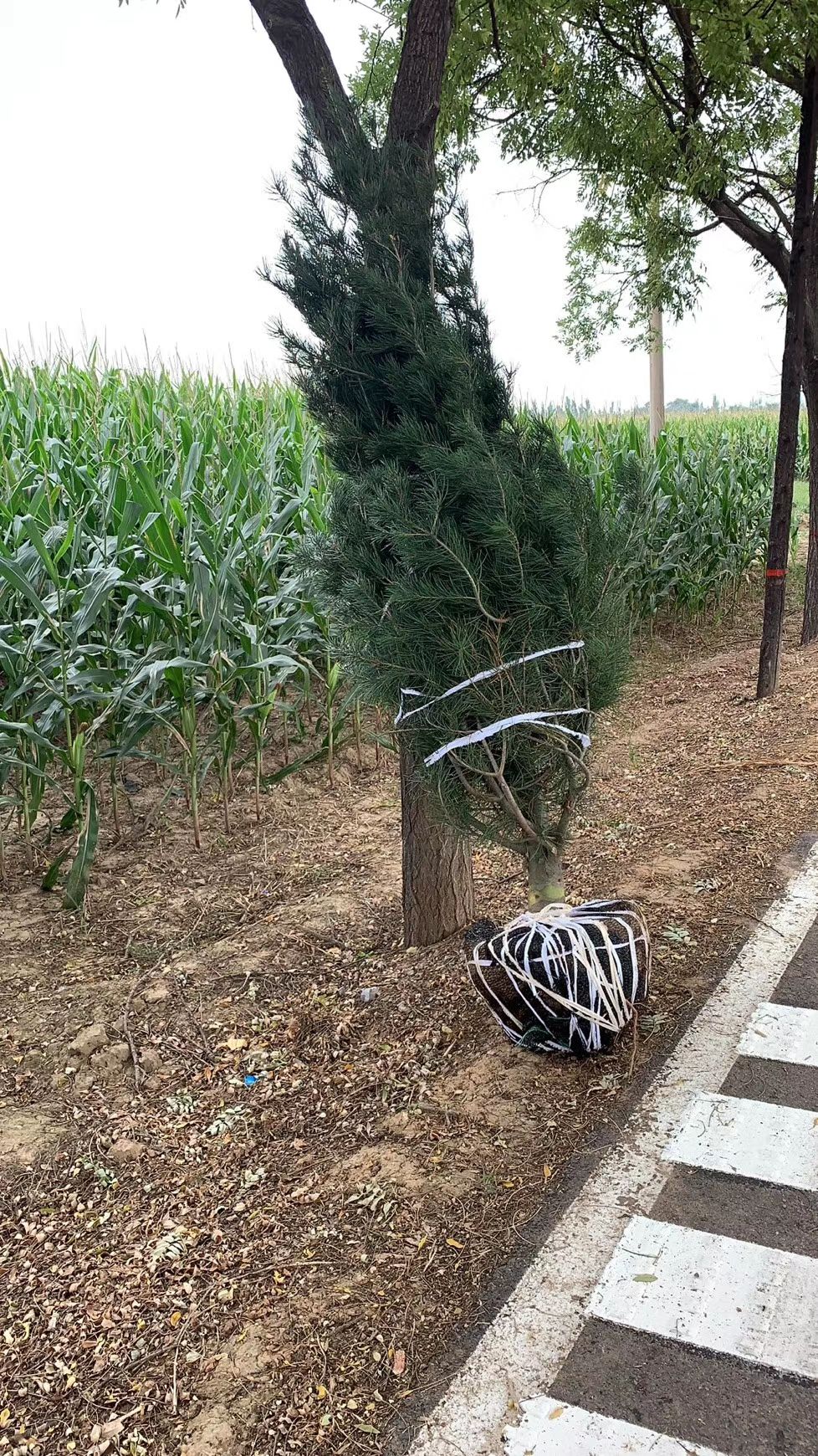 白皮松容器树苗营养杯苗20公分左右小杯苗大田苗各种规格