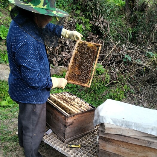 重庆市开州帅乡高山纯土蜂蜜百花蜜一年只割一次 1斤装约550克