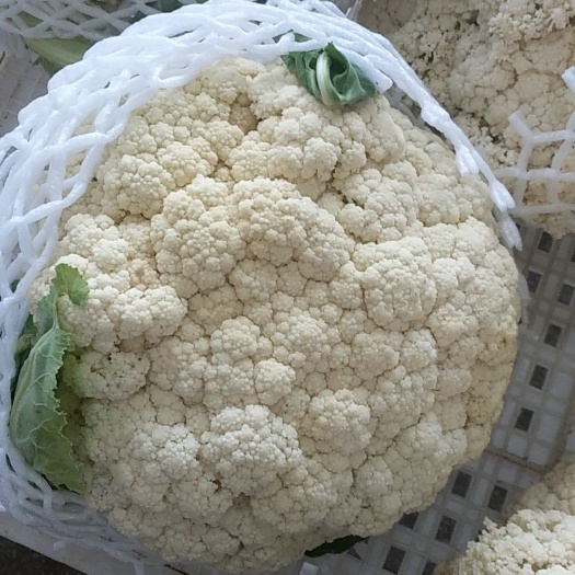漳浦县白花菜花  花菜  福建漳浦散花，福建漳浦松花菜，青梗白