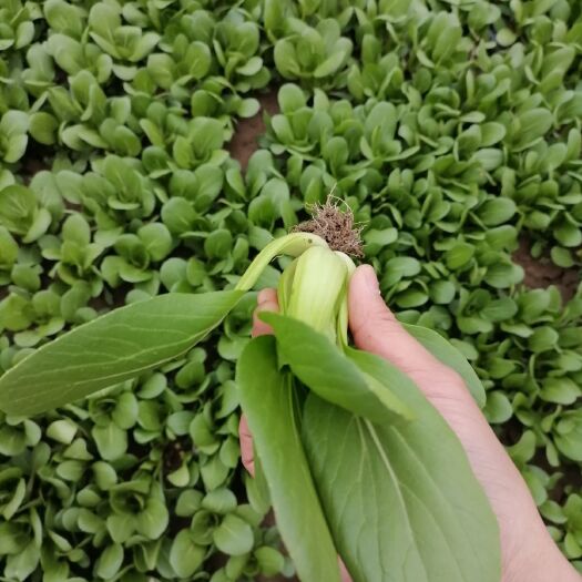 太和县北方小油菜 精品上海青