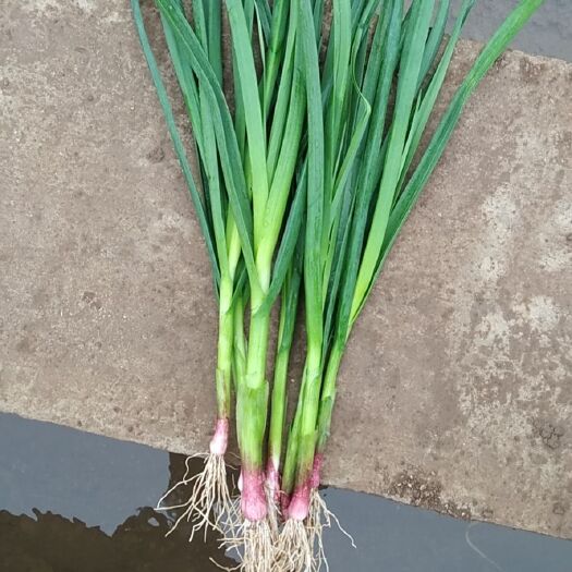 玉溪红根蒜苗  广州，深圳，湛江货2块一斤，地里价，长沙，贵阳，四川货1.8