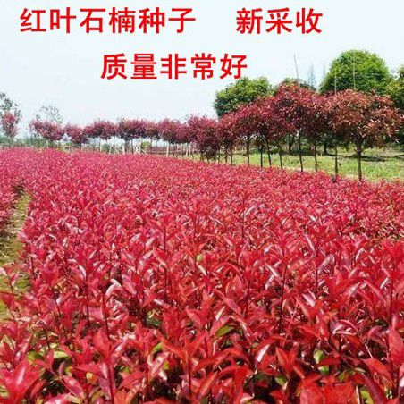 新釆红叶石楠种子四季常青绿化树种子火焰红石楠树种子红叶石楠籽