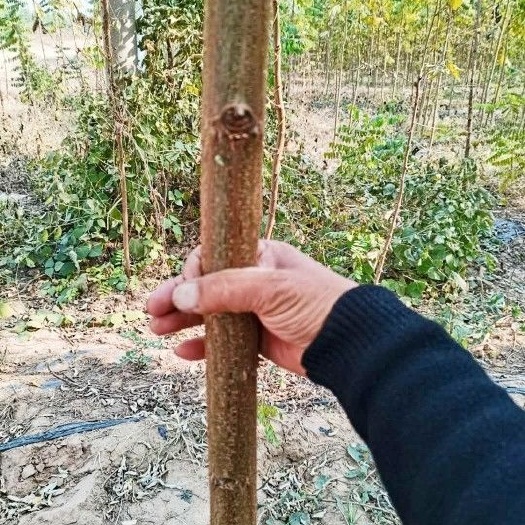 涡阳县出售刺槐树，刺槐苗，新品无刺槐，达轩农林科技有限公司